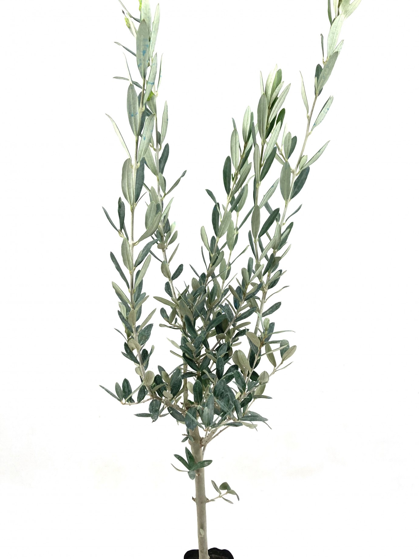 GEMLİK ZEYTİN FİDANI 2 YAŞ